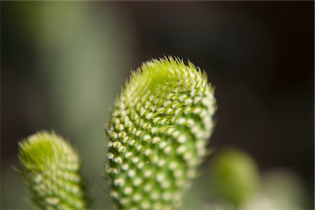 simsearch:700-01259747,k - Cactus, Brooklyn Botanical Gardens, Brooklyn, New York City, New York, USA Fotografie stock - Premium Royalty-Free, Codice: 600-03017062