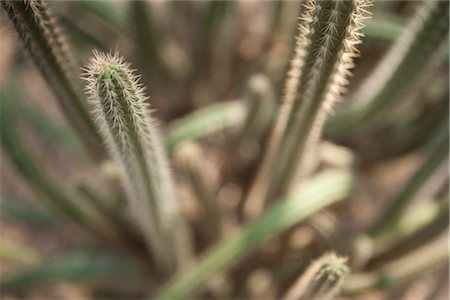 simsearch:600-02080789,k - Cactus, Brooklyn Botanical Gardens, Brooklyn, New York City, New York, USA Stock Photo - Premium Royalty-Free, Code: 600-03017063