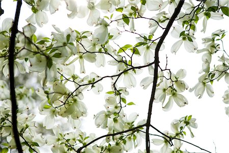 Cornouiller à fleurs, jardin botanique de Brooklyn, Brooklyn, New York City, New York, États-Unis Photographie de stock - Premium Libres de Droits, Code: 600-03017074