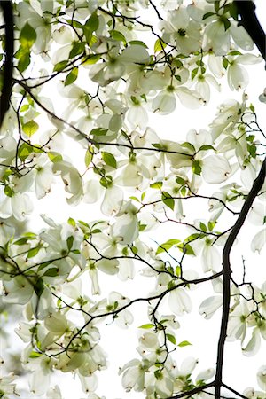 Flowering Dogwood, Brooklyn Botanical Gardens, Brooklyn, New York City, New York, USA Stock Photo - Premium Royalty-Free, Code: 600-03017075