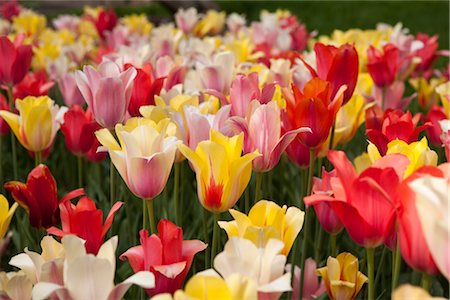 Tulipes, le jardin botanique de Brooklyn, Brooklyn, New York City, New York, États-Unis Photographie de stock - Premium Libres de Droits, Code: 600-03017072