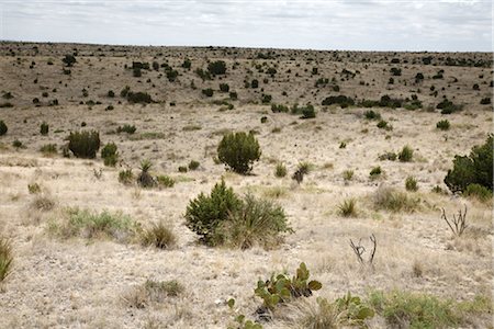 plantas do deserto - Desert, Del Rio, Val Verde County, Texas, USA Foto de stock - Royalty Free Premium, Número: 600-03017322