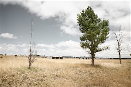 Trees in Field, Marfa, Presidio County, West Texas, Texas, USA Foto de stock - Sin royalties Premium, Código: 600-03017344