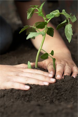 regeneración - Child Planting Tomato Seedling Foto de stock - Sin royalties Premium, Código: 600-03017680
