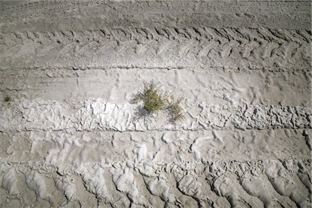 Close-up of Plant and Tire Tracks, Salt Flat, Texas, USA Stock Photo - Premium Royalty-Free, Code: 600-03054143