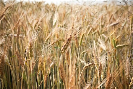 Close-Up of Wheat, Kazimierz, Poland Foto de stock - Sin royalties Premium, Código: 600-03058999