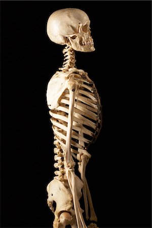 skull bones - Lateral View of Skeleton Stock Photo - Premium Royalty-Free, Code: 600-03059096