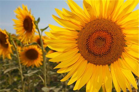 sunflowers field - Gros plan du tournesol dans le champ Photographie de stock - Premium Libres de Droits, Code: 600-03059260