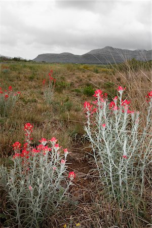 planta del desierto - Close-up of Desert Plants, Del Rio, Val Verde County, Texas, USA Foto de stock - Sin royalties Premium, Código: 600-03059334