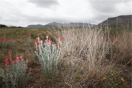dry (no longer wet) - Close-up of Desert Plants, Del Rio, Val Verde County, Texas, USA Stock Photo - Premium Royalty-Free, Code: 600-03059341