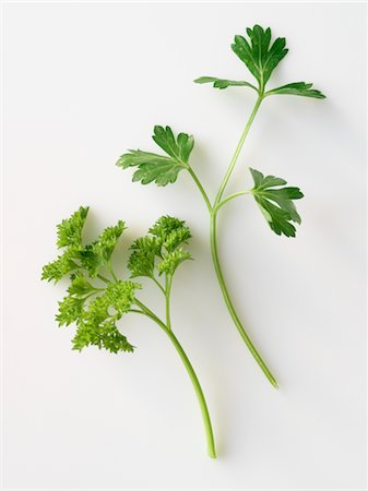 flat leaf parsley - Flat Leaf and Regular Parsley Stock Photo - Premium Royalty-Free, Code: 600-03053832