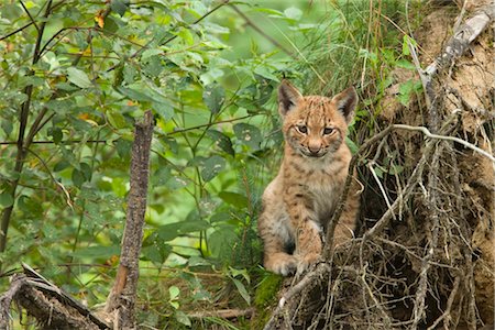 simsearch:600-03067861,k - Eurasian Lynx Kitten Foto de stock - Royalty Free Premium, Número: 600-03067850