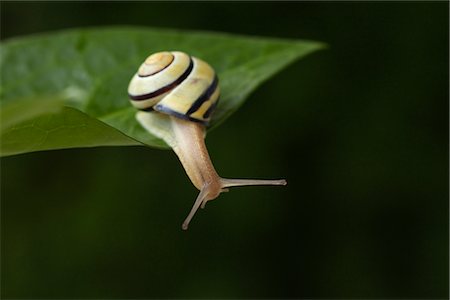 snails antenna - Brown-lipped Snail Stock Photo - Premium Royalty-Free, Code: 600-03067867