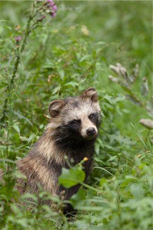 simsearch:600-03067861,k - Raccoon Dog Foto de stock - Royalty Free Premium, Número: 600-03067863