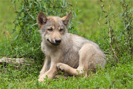 perro salvaje - Wolf Pup Foto de stock - Sin royalties Premium, Código: 600-03067875