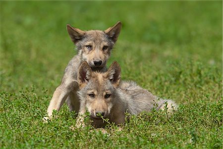 pack animal - Wolf Pups Stock Photo - Premium Royalty-Free, Code: 600-03067878
