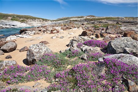 Épilobe de feuillus ou de la rivière Soper, réserve du Parc Territorial Katannilik, île de Baffin, Nunavut, Canada Photographie de stock - Premium Libres de Droits, Code: 600-03068807