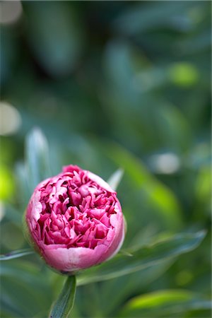 simsearch:600-05800686,k - Pivoine Bud, jardins botaniques royaux, Hamilton, Ontario, Canada Photographie de stock - Premium Libres de Droits, Code: 600-03069440