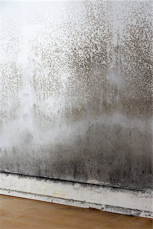 simsearch:600-03069451,k - Moldy Wall Stock Photo - Premium Royalty-Free, Code: 600-03069451