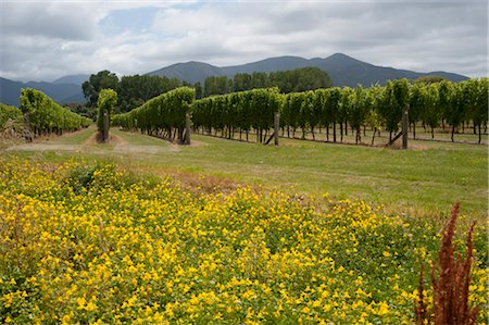 Blenheim, South Island, New Zealand Foto de stock - Sin royalties Premium, Código: 600-03075135