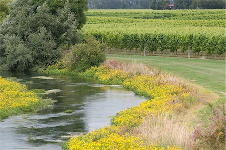 Blenheim, South Island, Nouvelle-Zélande Photographie de stock - Premium Libres de Droits, Code: 600-03075131