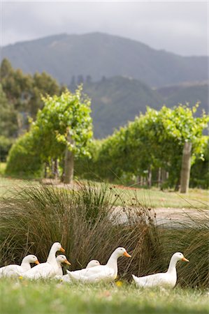 farmland bird view - Geese, Blenheim, South Island, New Zealand Stock Photo - Premium Royalty-Free, Code: 600-03075165