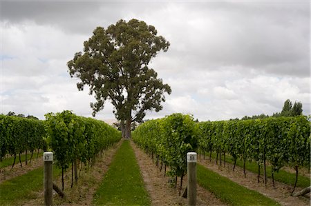 Blenheim, South Island, New Zealand Foto de stock - Sin royalties Premium, Código: 600-03075162