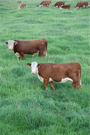 simsearch:600-07968200,k - Vaches dans un champ Photographie de stock - Premium Libres de Droits, Code: 600-03075300