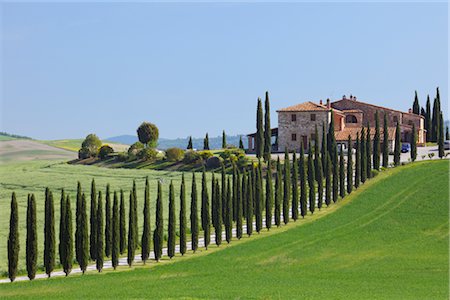 european cypress tree - Farmhouse, Val d'Orcia, Siena Province, Tuscany, Italy Stock Photo - Premium Royalty-Free, Code: 600-03075551