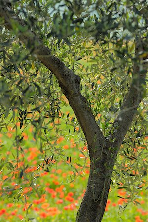 Olive Tree, Castiglione d'Orcia, Siena Province, Val d'Orcia, Tuscany, Italy Foto de stock - Sin royalties Premium, Código: 600-03075585