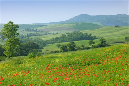 flowers mist - Castiglione d'Orcia, Siena Province, Val d'Orcia, Tuscany, Italy Stock Photo - Premium Royalty-Free, Code: 600-03075586