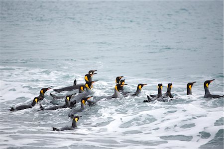 pingüino real - King Penguins in Surf, South Georgia Island, Antarctica Foto de stock - Sin royalties Premium, Código: 600-03083944