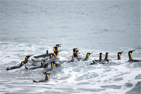 simsearch:400-08430082,k - King Penguins in Surf, South Georgia Island, Antarctica Foto de stock - Sin royalties Premium, Código: 600-03083944