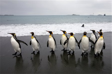 simsearch:600-03446166,k - Pingouins roi sur la plage, l'île de Géorgie du Sud, Antarctique Photographie de stock - Premium Libres de Droits, Code: 600-03083943