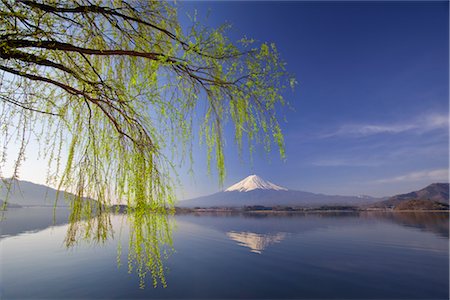 sunset water background - Spring Willow Over Lake Kawaguchi, Mount Fuji in the Background, Japan Stock Photo - Premium Royalty-Free, Code: 600-03152243