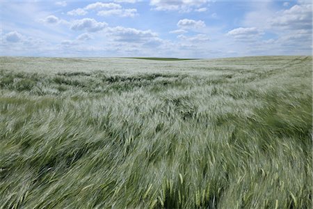 Barley Field, Alzey, Alzey-Worms, Rhineland-Palatinate, Germany Foto de stock - Royalty Free Premium, Número: 600-03152776