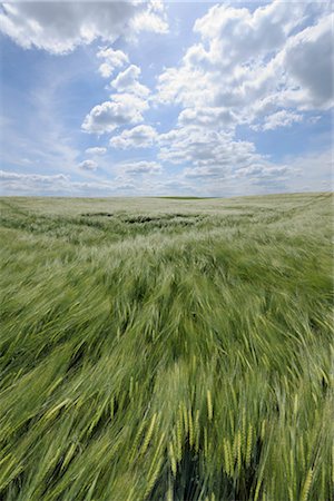 Barley Field, Alzey, Alzey-Worms, Rhineland-Palatinate, Germany Foto de stock - Sin royalties Premium, Código: 600-03152778