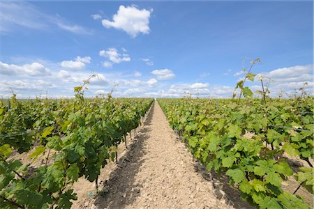 pathway in agriculture field - Vineyard, Alzey, Alzey-Worms, Rhineland-Palatinate, Germany Stock Photo - Premium Royalty-Free, Code: 600-03152784