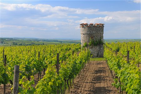 rhineland-palatinate - Vineyard and Old Castle Tower, Ober-Florsheim, Alzey-Worms, Rhineland-Palatinate, Germany Foto de stock - Sin royalties Premium, Código: 600-03152788