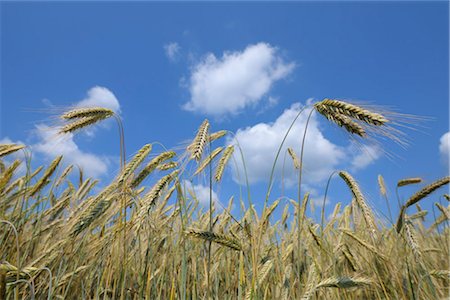 rye - Rye Field, Franconia, Bavaria, Germany Foto de stock - Sin royalties Premium, Código: 600-03152812