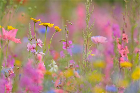 flower field not people - Meadow, Franconia, Bavaria, Germany Stock Photo - Premium Royalty-Free, Code: 600-03152823