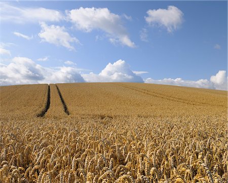 Wheat Field, Hesse, Germany Foto de stock - Sin royalties Premium, Código: 600-03152835