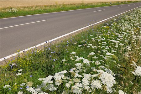 Country Road and Wildflowers, Rhineland-Palatinate, Germany Fotografie stock - Premium Royalty-Free, Codice: 600-03152845