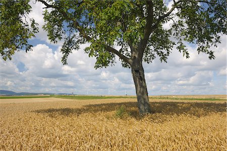 Walnut Tree, Rhineland-Palatinate, Germany Foto de stock - Sin royalties Premium, Código: 600-03152840