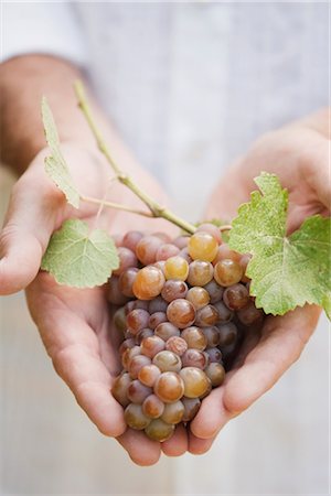Gros plan d'homme tenant des raisins Photographie de stock - Premium Libres de Droits, Code: 600-03152987