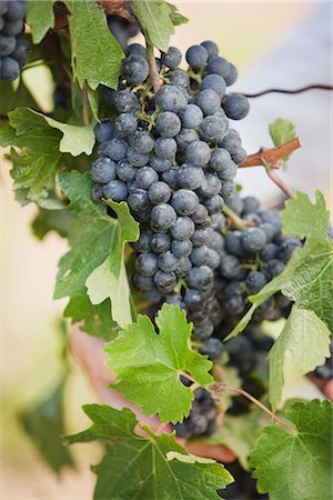 Close-up of Wine Grapes Foto de stock - Sin royalties Premium, Código: 600-03152982