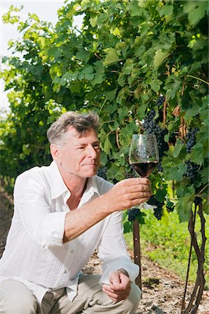 Man in Vineyard Examining a Glass of Wine Fotografie stock - Premium Royalty-Free, Codice: 600-03153029