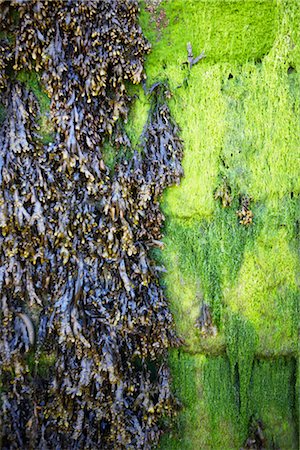 seaweed - Seaweed Stock Photo - Premium Royalty-Free, Code: 600-03161616