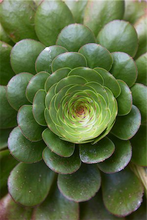 Succulent Plant Stock Photo - Premium Royalty-Free, Code: 600-03161623