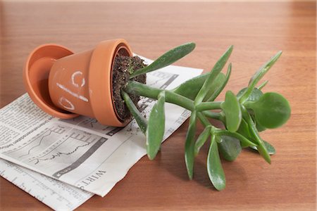 simsearch:600-03782468,k - Potted Jade Plant with Percentage Sign Foto de stock - Sin royalties Premium, Código: 600-03178757